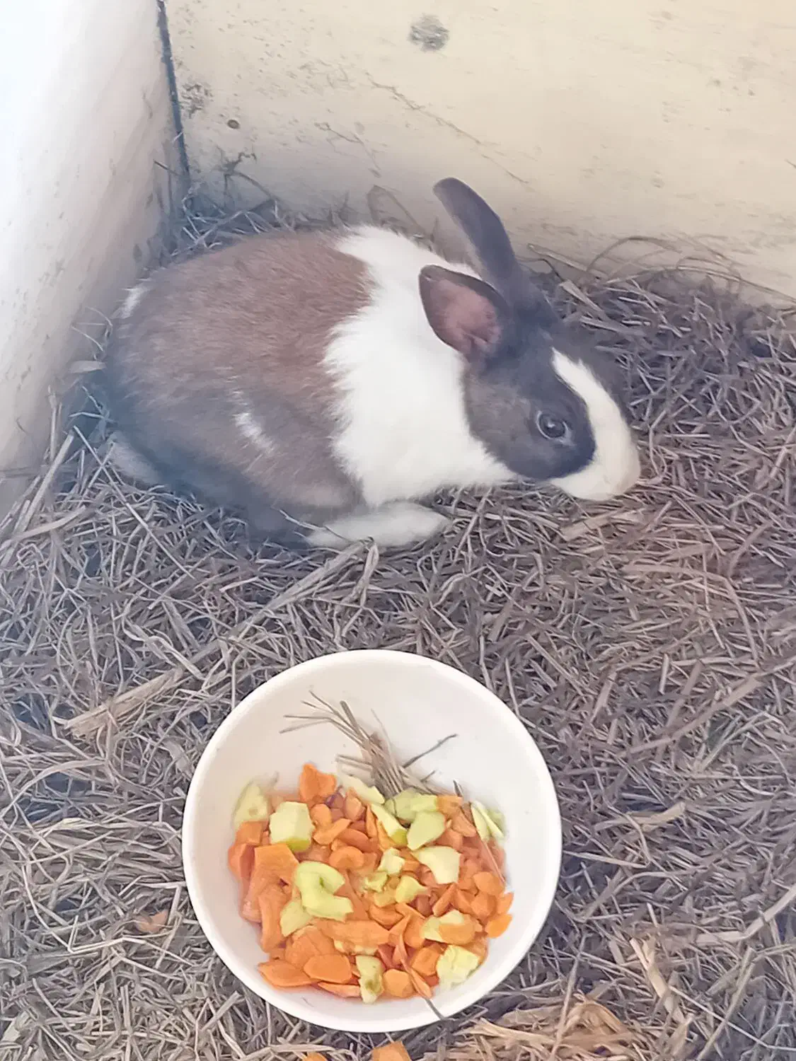 خرگوش نر|موش و خرگوش|تالش, جوکندان|دیوار