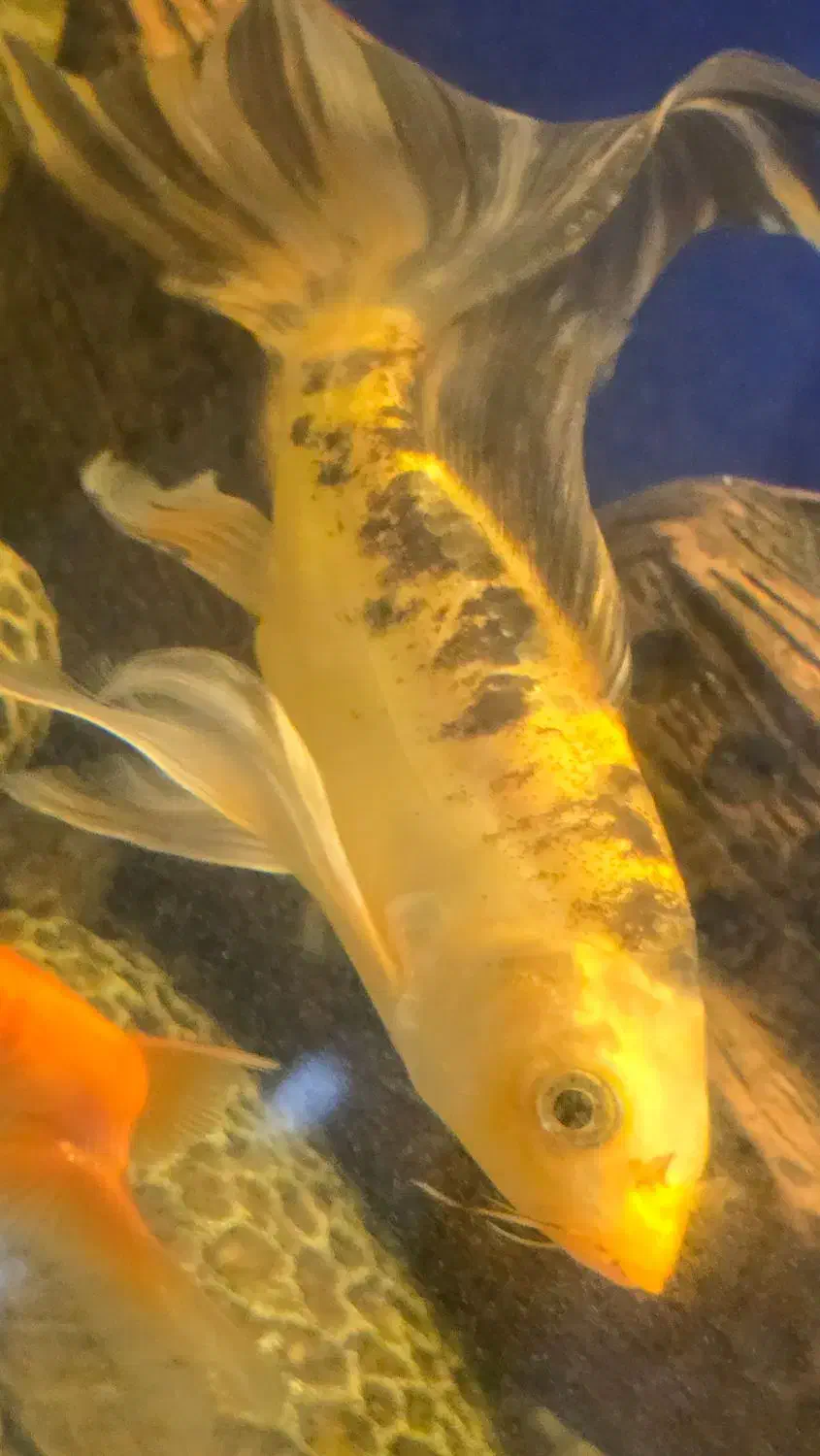 ماهی نژاد کوی|ماهی|رشت, پاره بیجار|دیوار