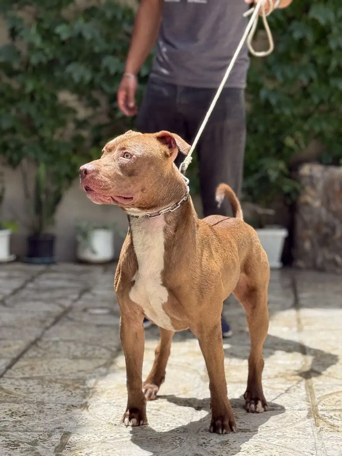 پیتبول بولی واردات اوکراین|سگ|ابهر, |دیوار