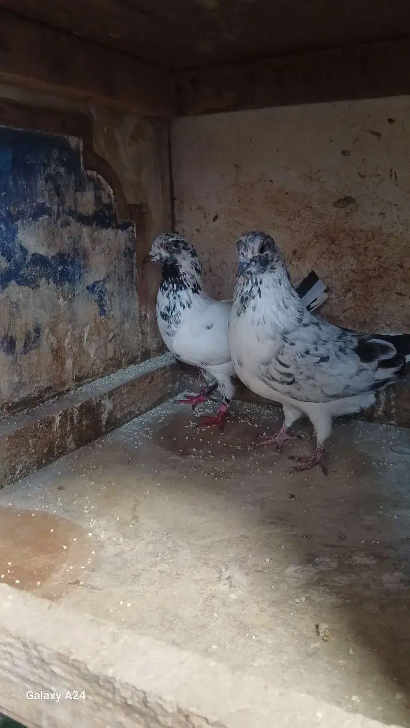 کبوتر|پرنده|رشت, سیا اسطلخ|دیوار