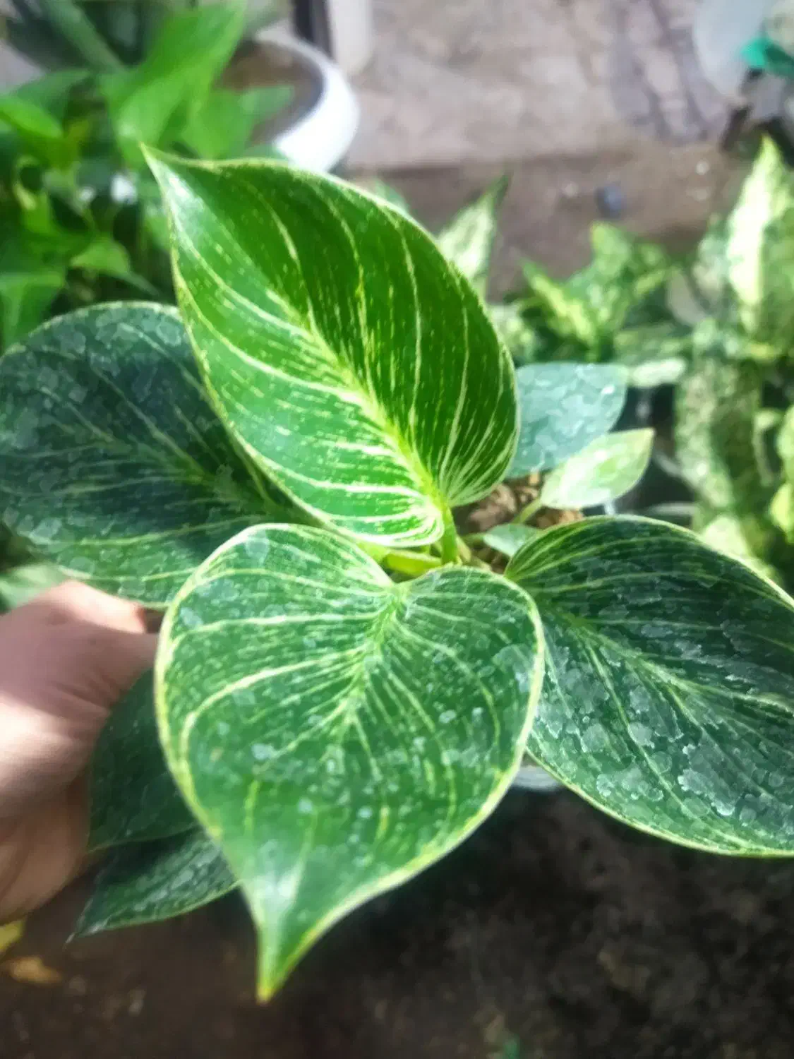 فروش گل و گیاه زینتی و آپارتمانی|گل و گیاه طبیعی|بیرجند, |دیوار