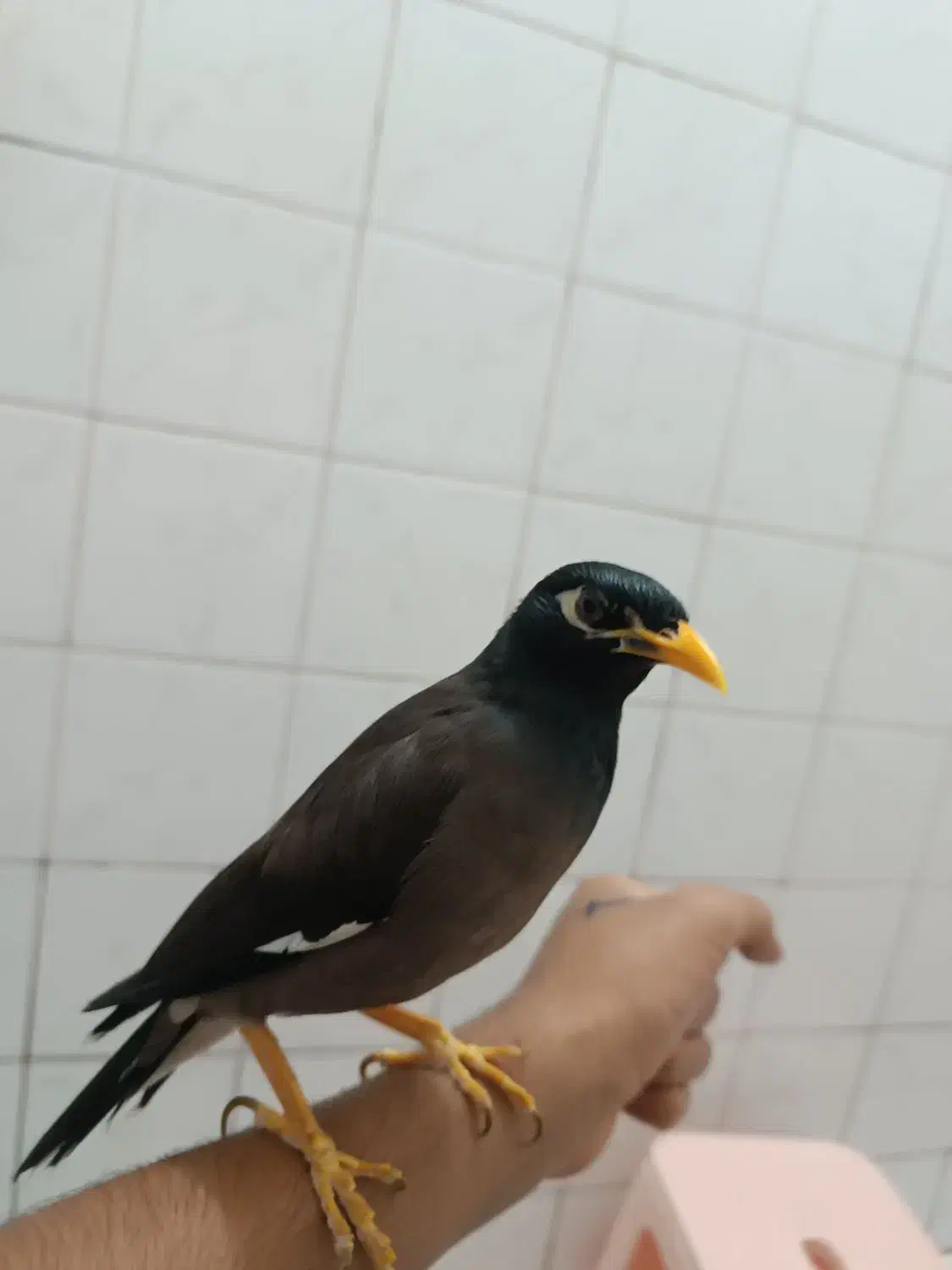 مینا سخنگو|پرنده|پاکدشت, پاکدشت (مامازند)|دیوار