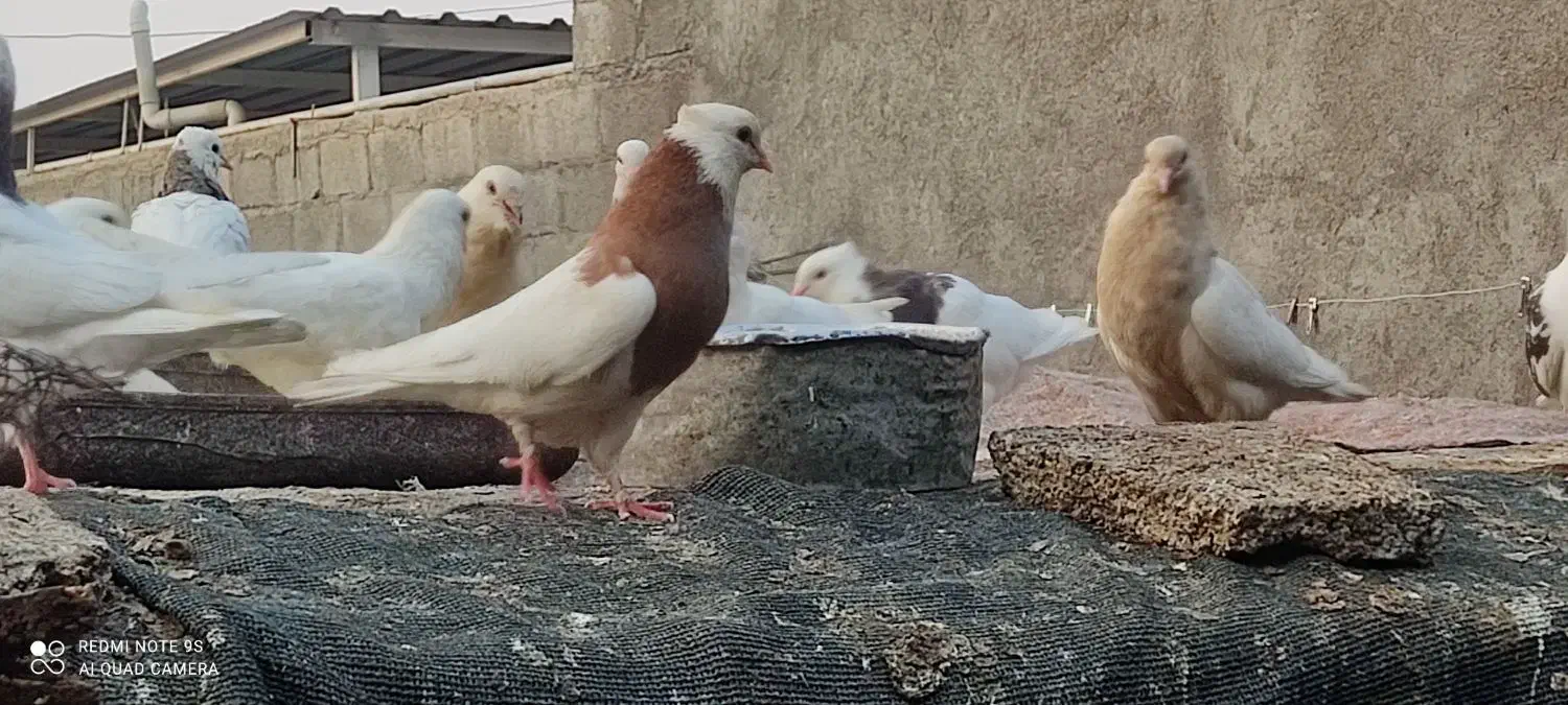 حراج کبوتر|پرنده|لامرد, |دیوار