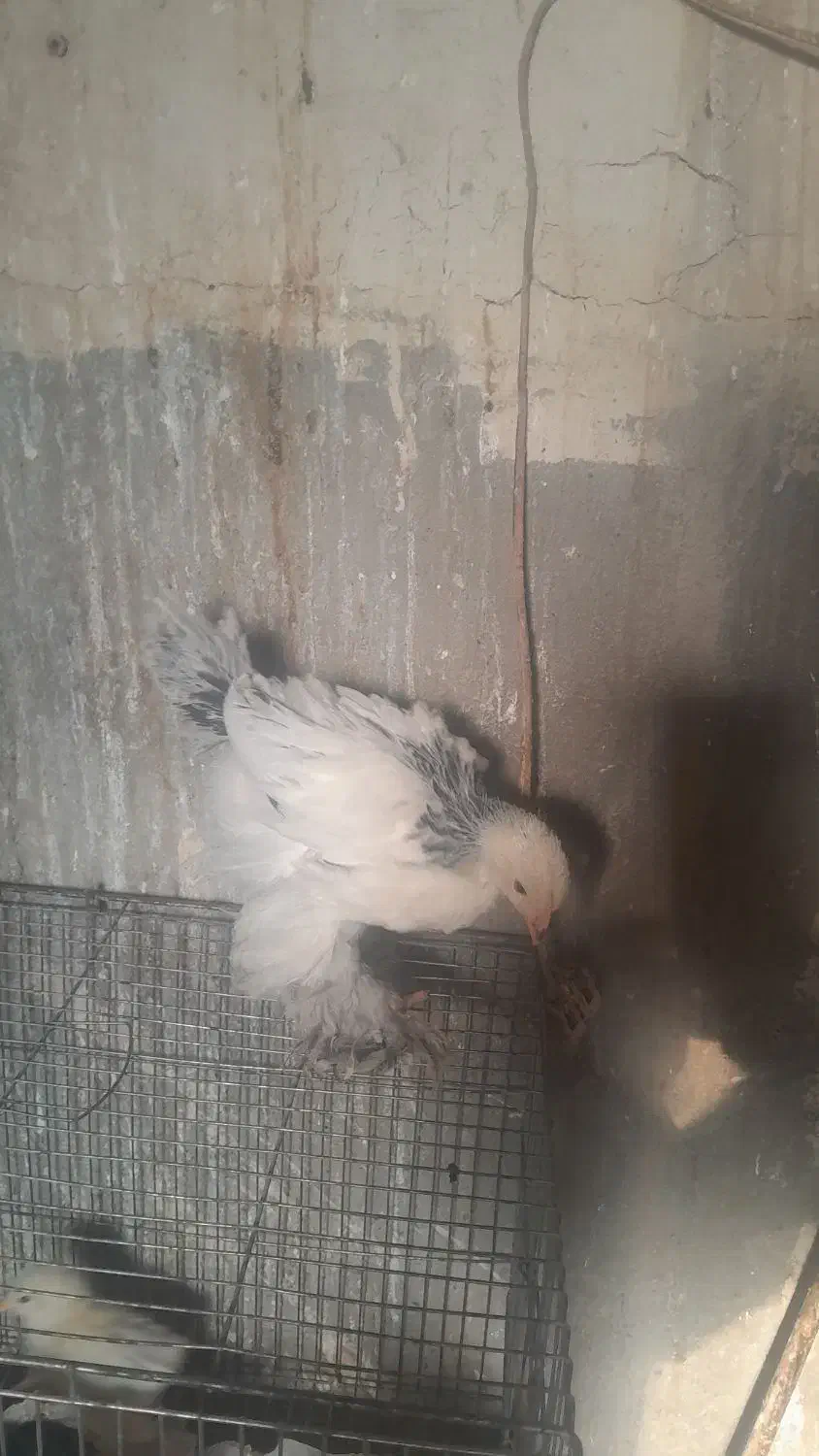 جوجه برهمالایت یک ماهه ویه روزه|حیوانات مزرعه|مرند, |دیوار