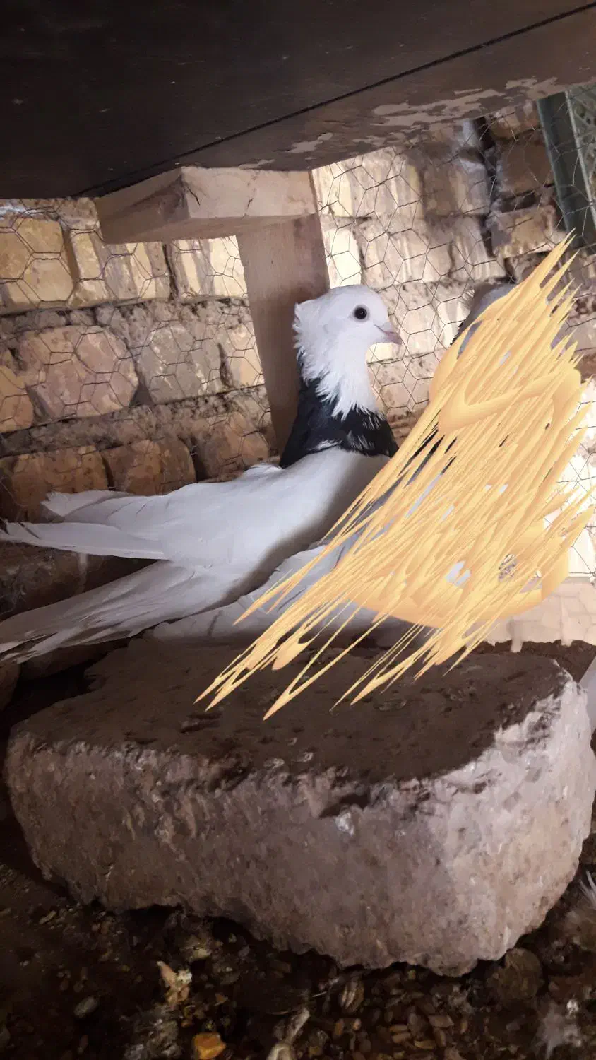 طوقی مشکی نر|پرنده|خمینی‌شهر, |دیوار