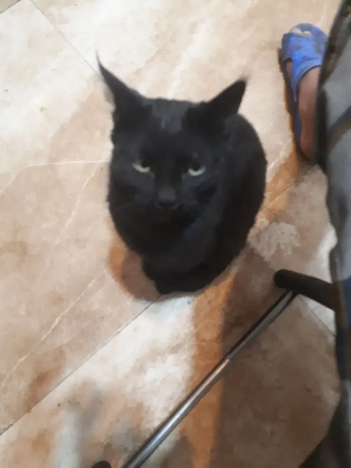 حیوان خانگی گربه|گربه|قهدریجان, |دیوار