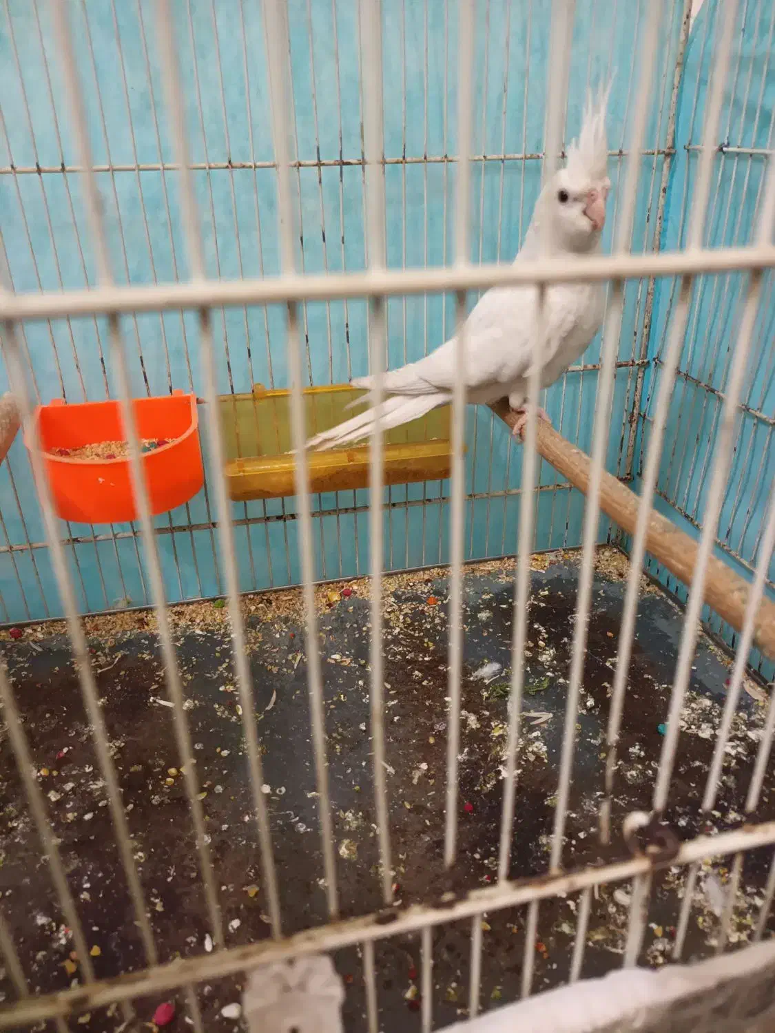 عروس هلندی آلبینونر|پرنده|مشهد, کشف|دیوار