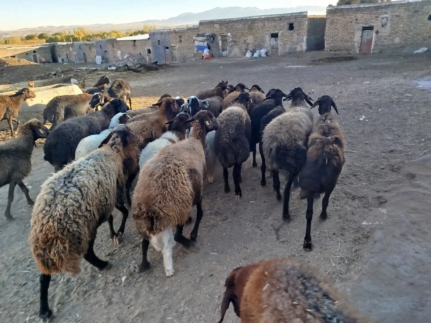 بره قربانی نر و ماده|حیوانات مزرعه|زنجان, |دیوار