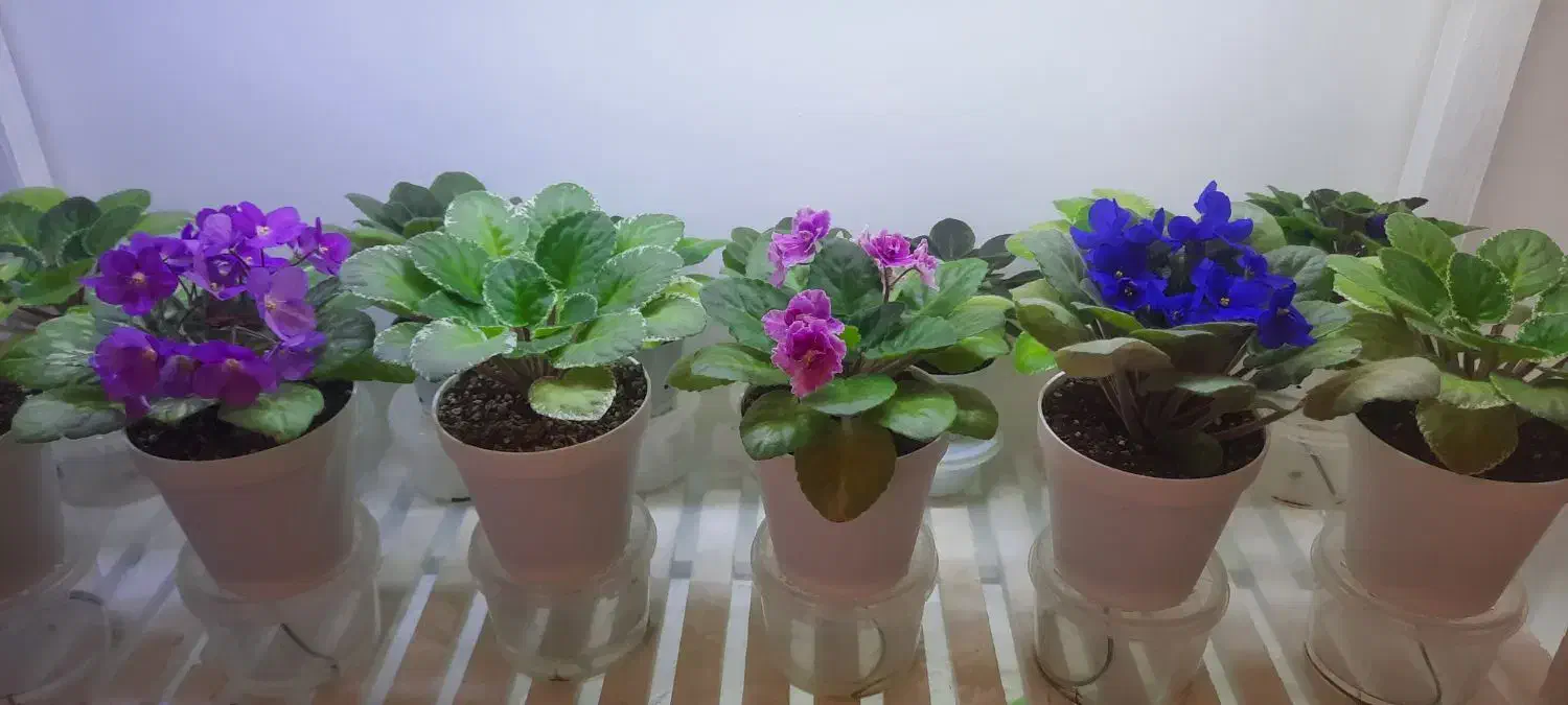 گل بنفشه آفریقایی|گل و گیاه طبیعی|کرج, شاهین‌ویلا|دیوار