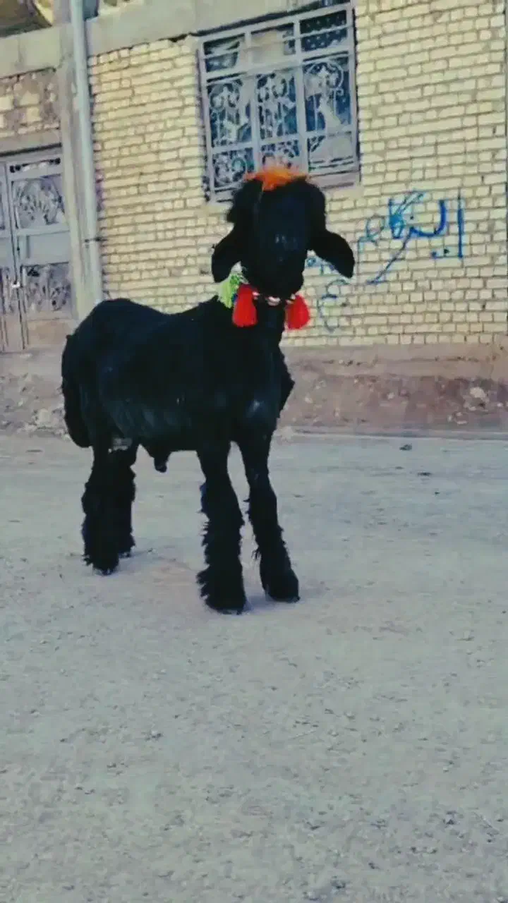 بره میش قوچ بز بیگ|حیوانات مزرعه|کوهرنگ, |دیوار