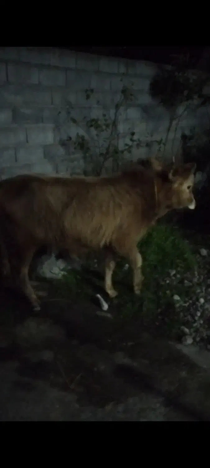 یک عدد ورزا|حیوانات مزرعه|رشت, توشیبا|دیوار