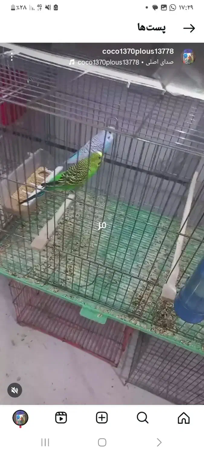 فروش مرغ عشق جفت درجه یک آماده به تخم|پرنده|سیستان, |دیوار