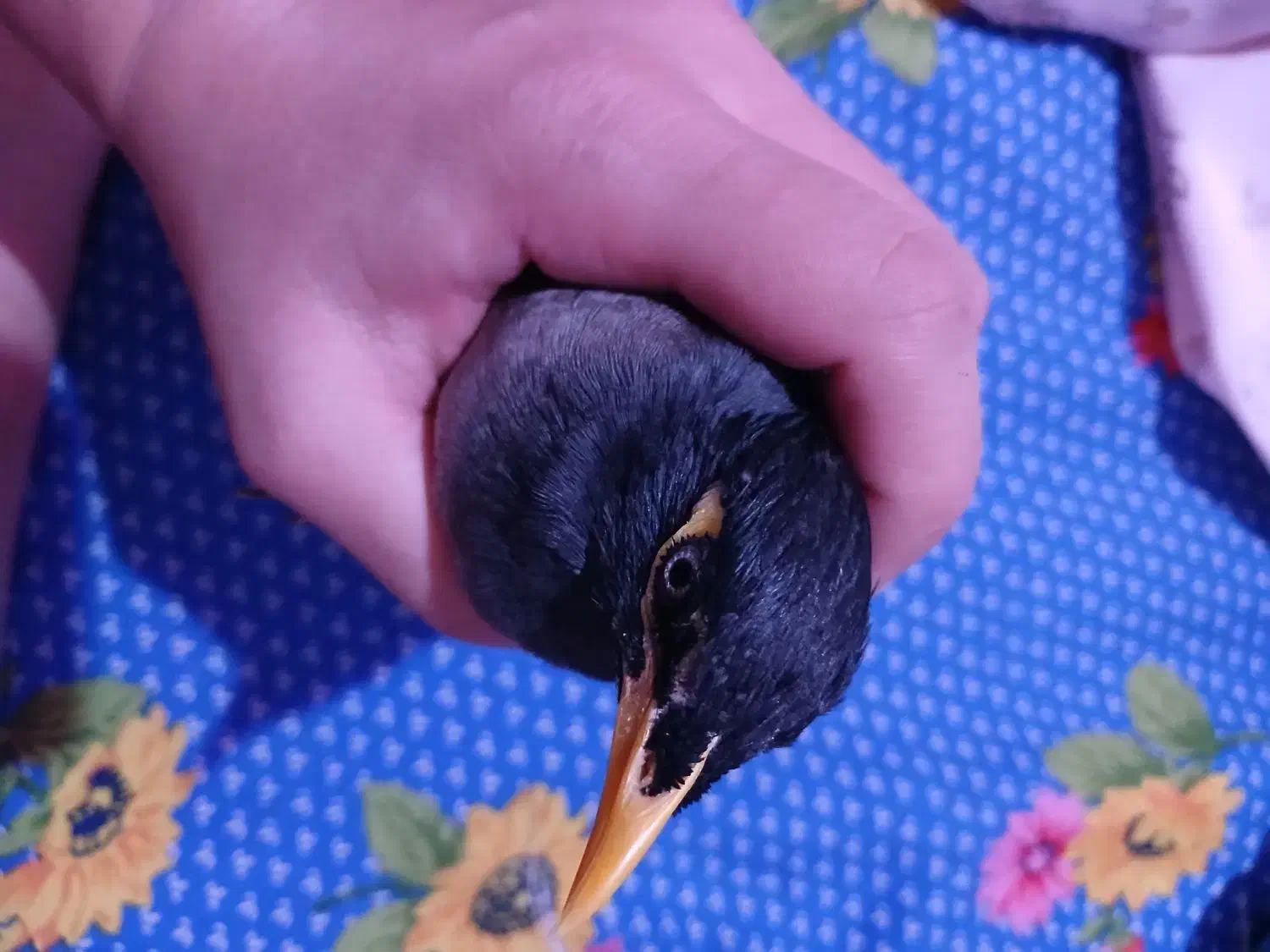 جوجه مرغ مینا نر|پرنده|تهران, کیانشهر|دیوار