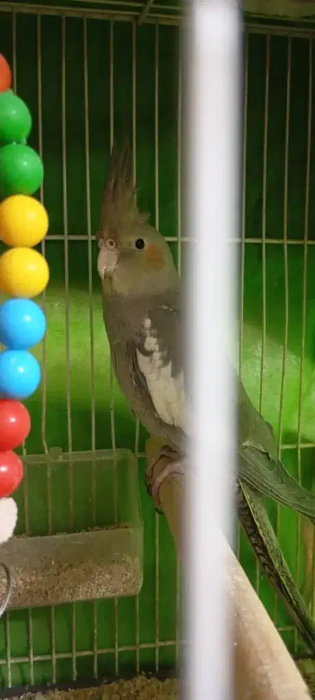 عروس هلندی آهویی نر|پرنده|مشهد, هفده شهریور|دیوار