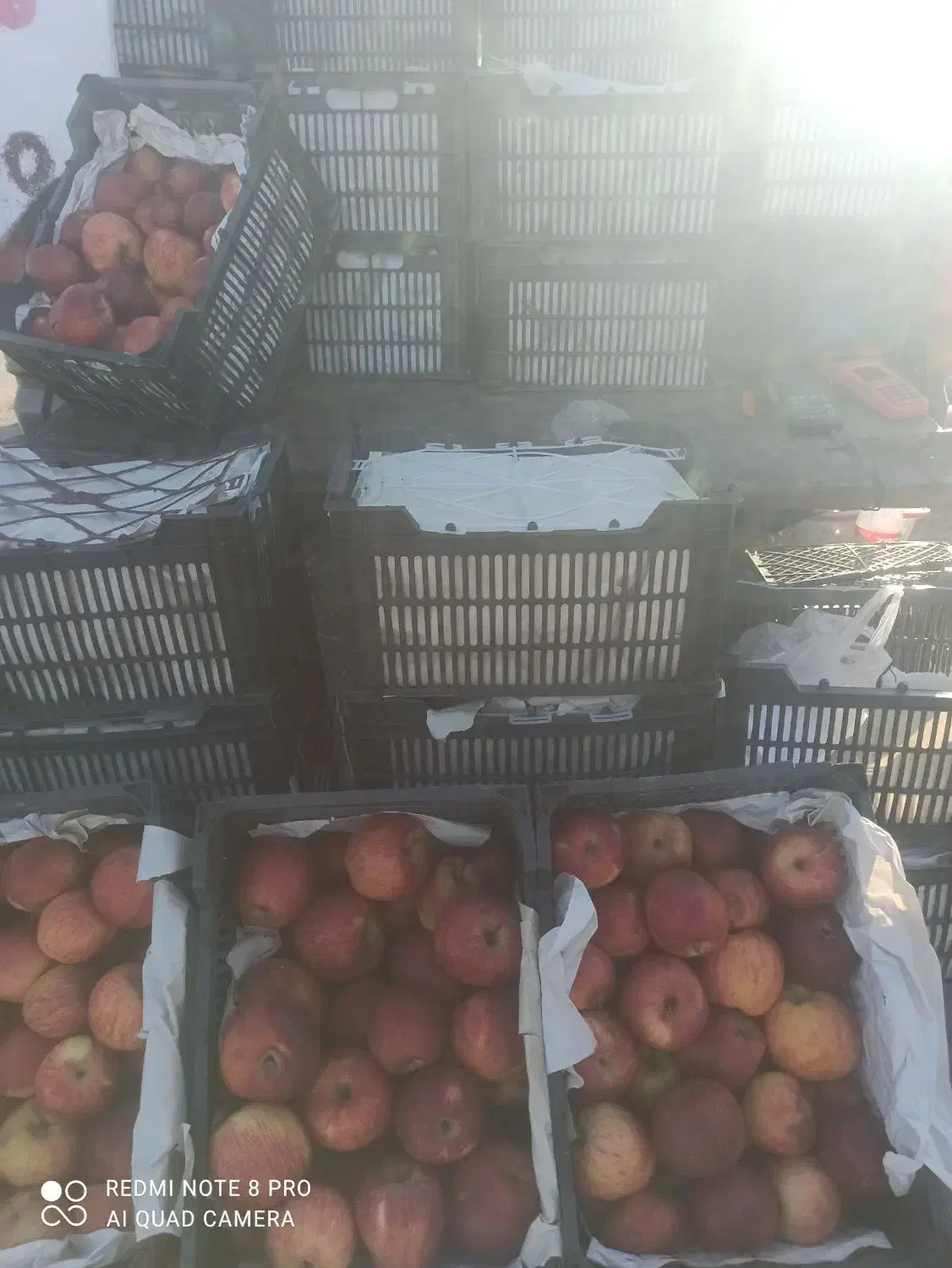 سیب درختی قرمز|حراج|گرگان, |دیوار