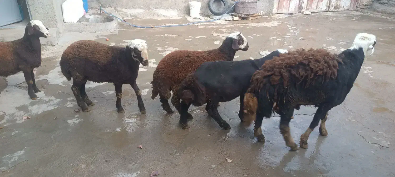 بره|حیوانات مزرعه|الیگودرز, |دیوار