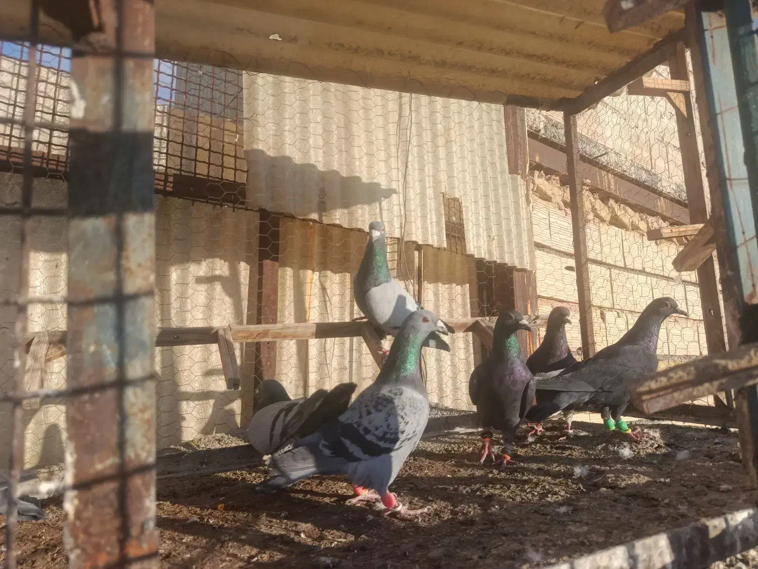 کفتر|پرنده|مشهد, کوی المهدی|دیوار