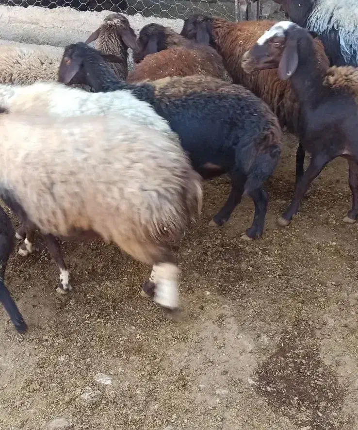 میش آبستن میش بره|حیوانات مزرعه|کوهدشت, |دیوار