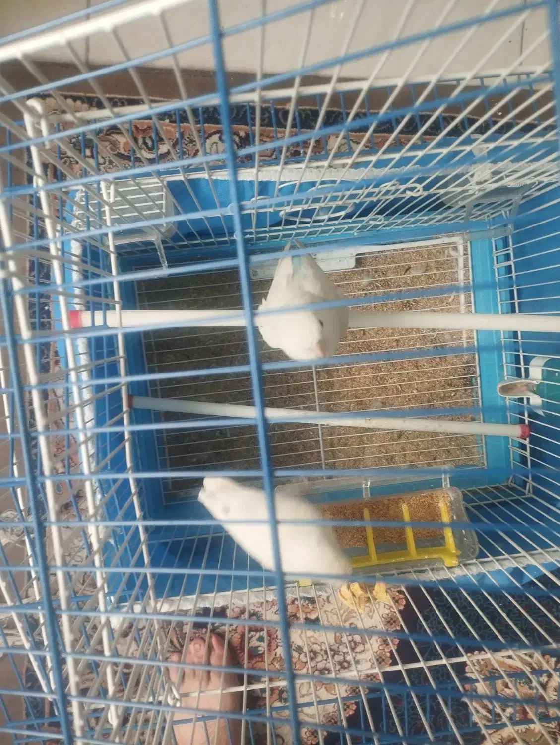 کوتوله|پرنده|برخوار, |دیوار