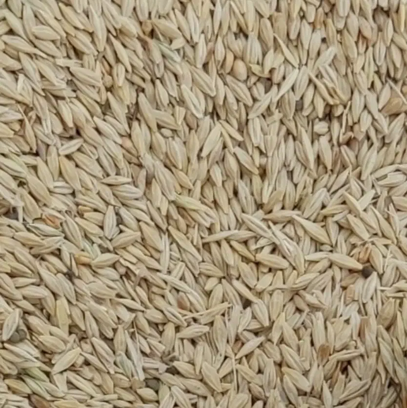 جو بذری ،بش|حیوانات مزرعه|مرودشت, مجد آباد|دیوار