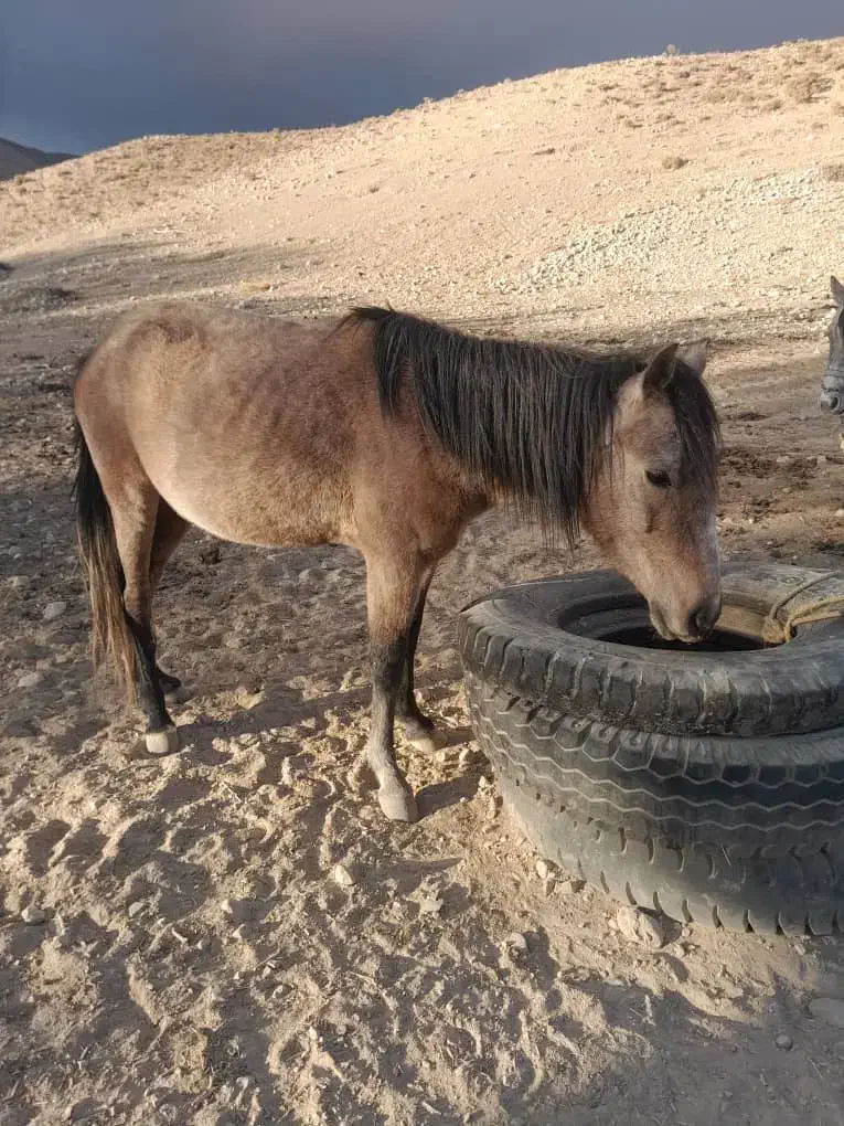 مادیان ۳سال|اسب و تجهیزات اسبسواری|سمنان, |دیوار