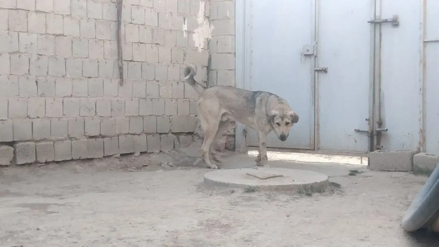 سیمه توله 10 ماهه|سگ|بوکان, |دیوار