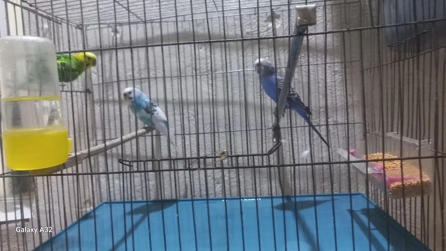 3عدد مرغ عشق|پرنده|قرچک, محمد آباد|دیوار