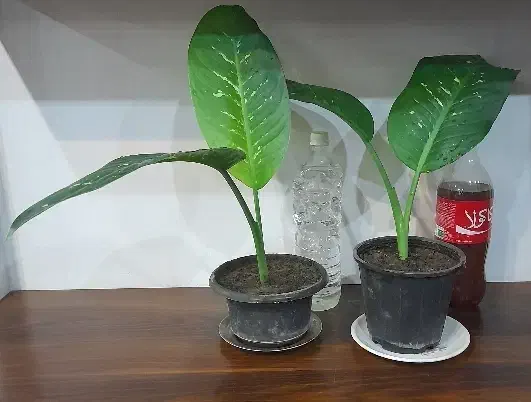 گل طبیعی برای روز مادر فروش و معاوضه|گل و گیاه طبیعی|کرج, حسینآباد|دیوار