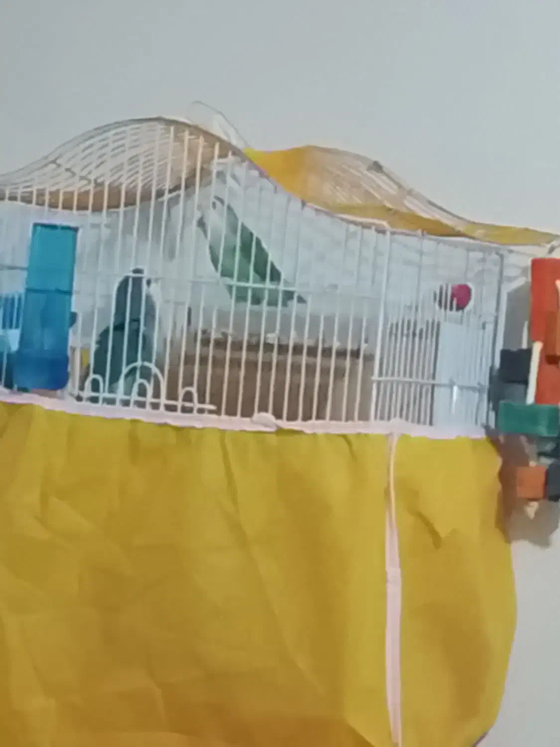 یه جفت طوطی برزیلی|پرنده|خمینیشهر, |دیوار