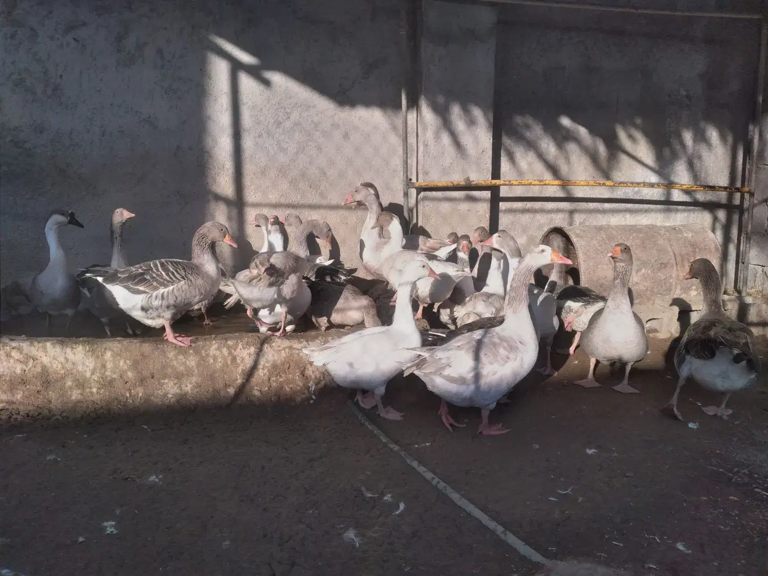 همه قازا بزرگ و بالغ هستن|حیوانات مزرعه|وحدتیه, |دیوار