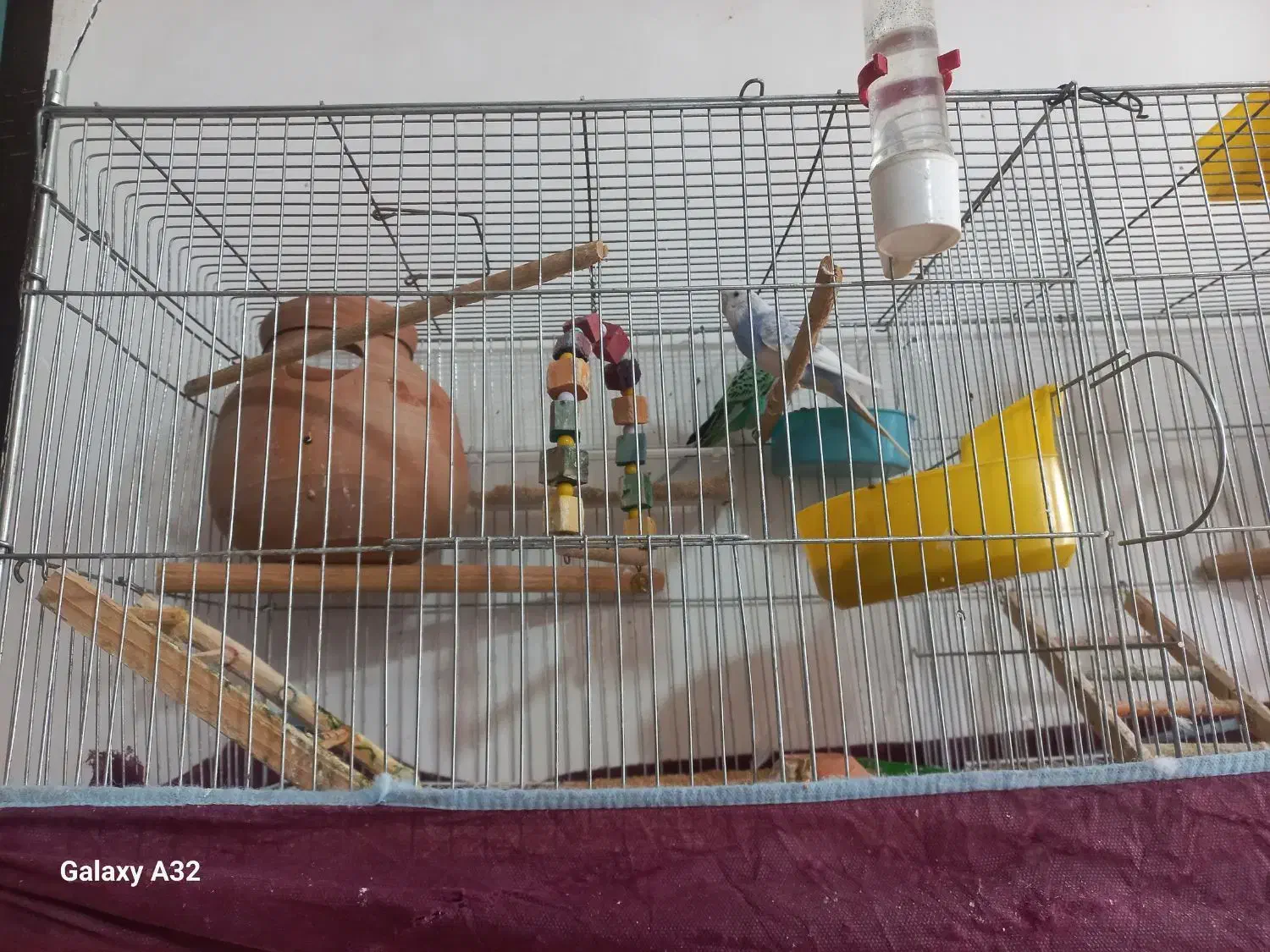 فروش مرغ عشق|پرنده|سراوان, |دیوار