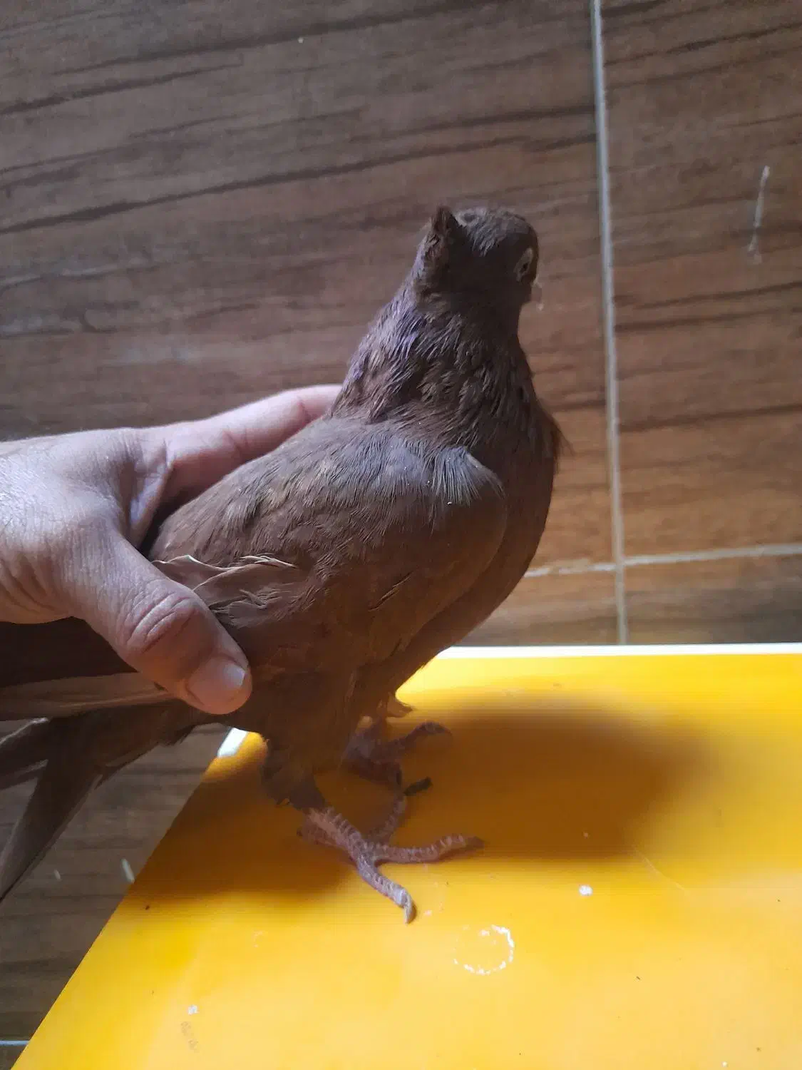 کبوتر سرخ|پرنده|شیراز, شهرک پرواز|دیوار