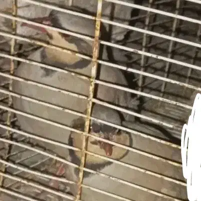 پرنده کوهی|پرنده|سراوان, |دیوار