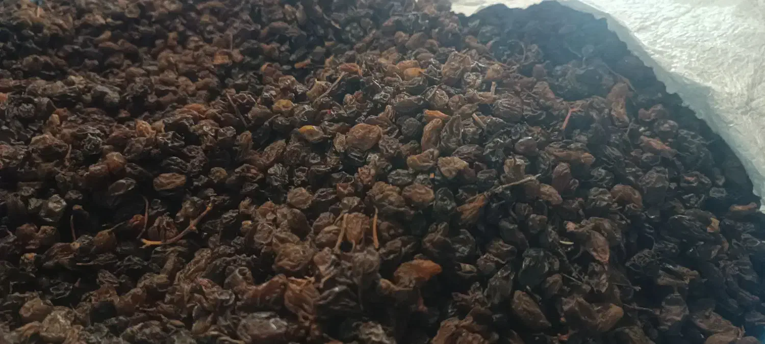 کشمش مویز انجیر ضایعات|خوردنی و آشامیدنی|مرودشت, فاز دوم شهرک فرهنگیان|دیوار