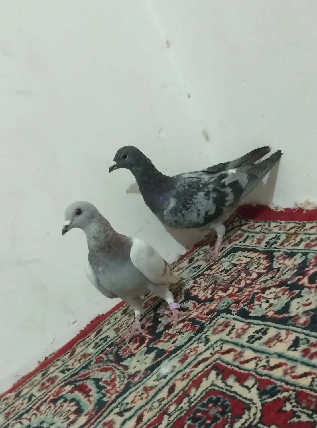 چفت نر لای. و مگس|پرنده|زابل, |دیوار