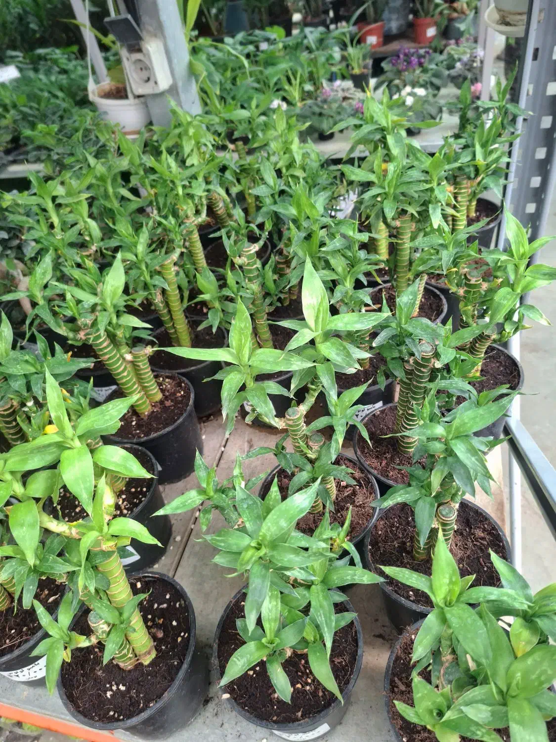 بامبو لوتوس|گل و گیاه طبیعی|تهران, عباسآباد|دیوار