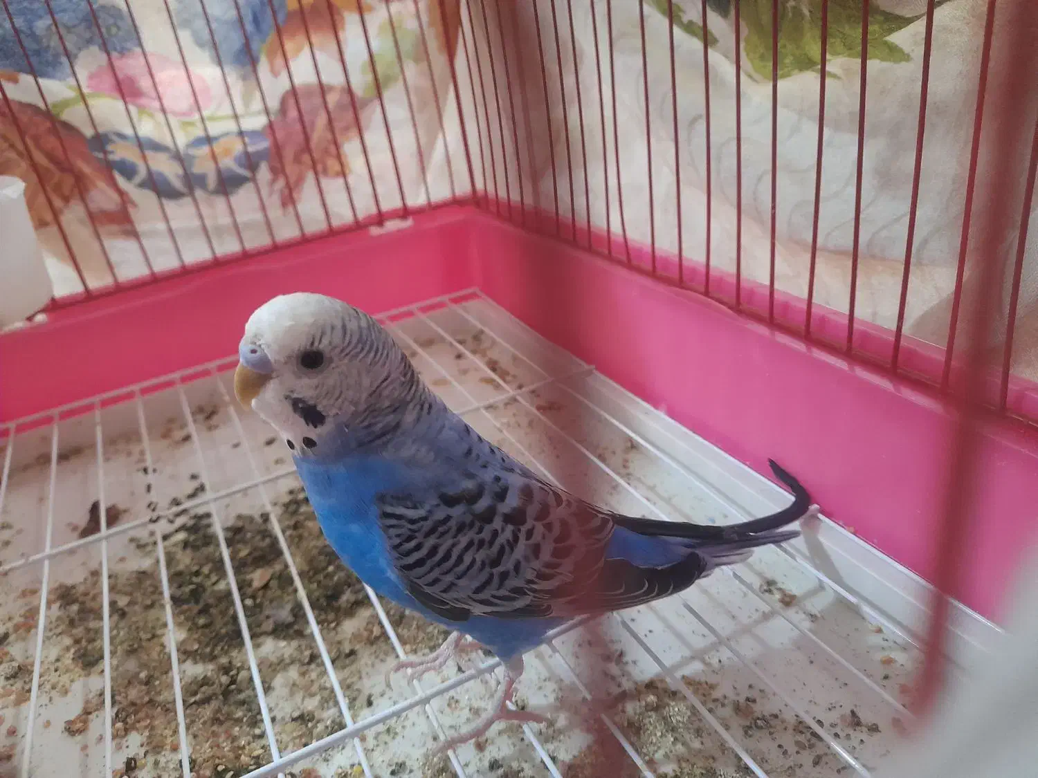 مرغ عشق|پرنده|بندر ماهشهر, |دیوار