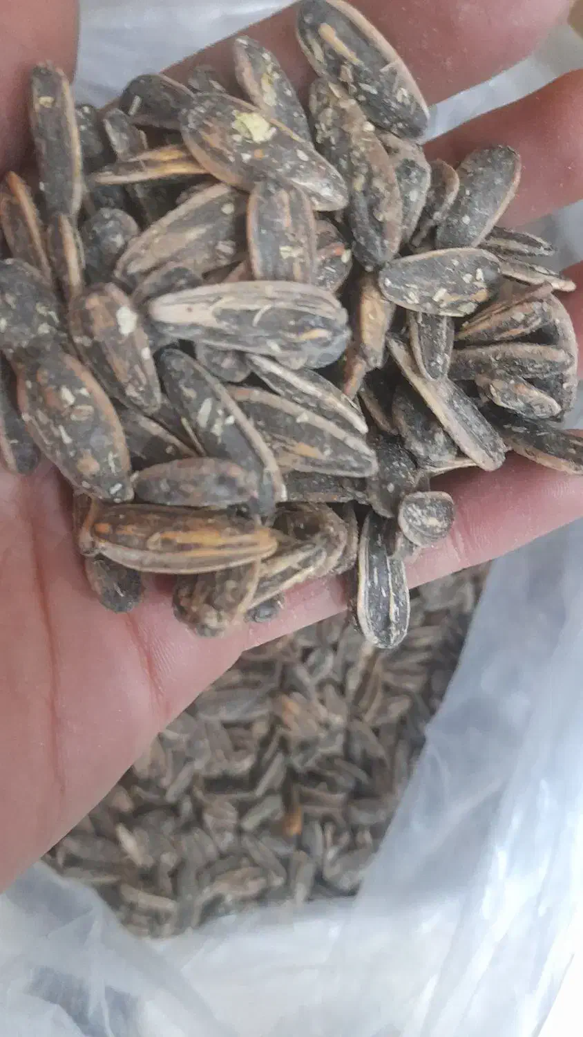 تخمه دور سفید درجه یک همه طعم|عمدهفروشی|اراک, |دیوار