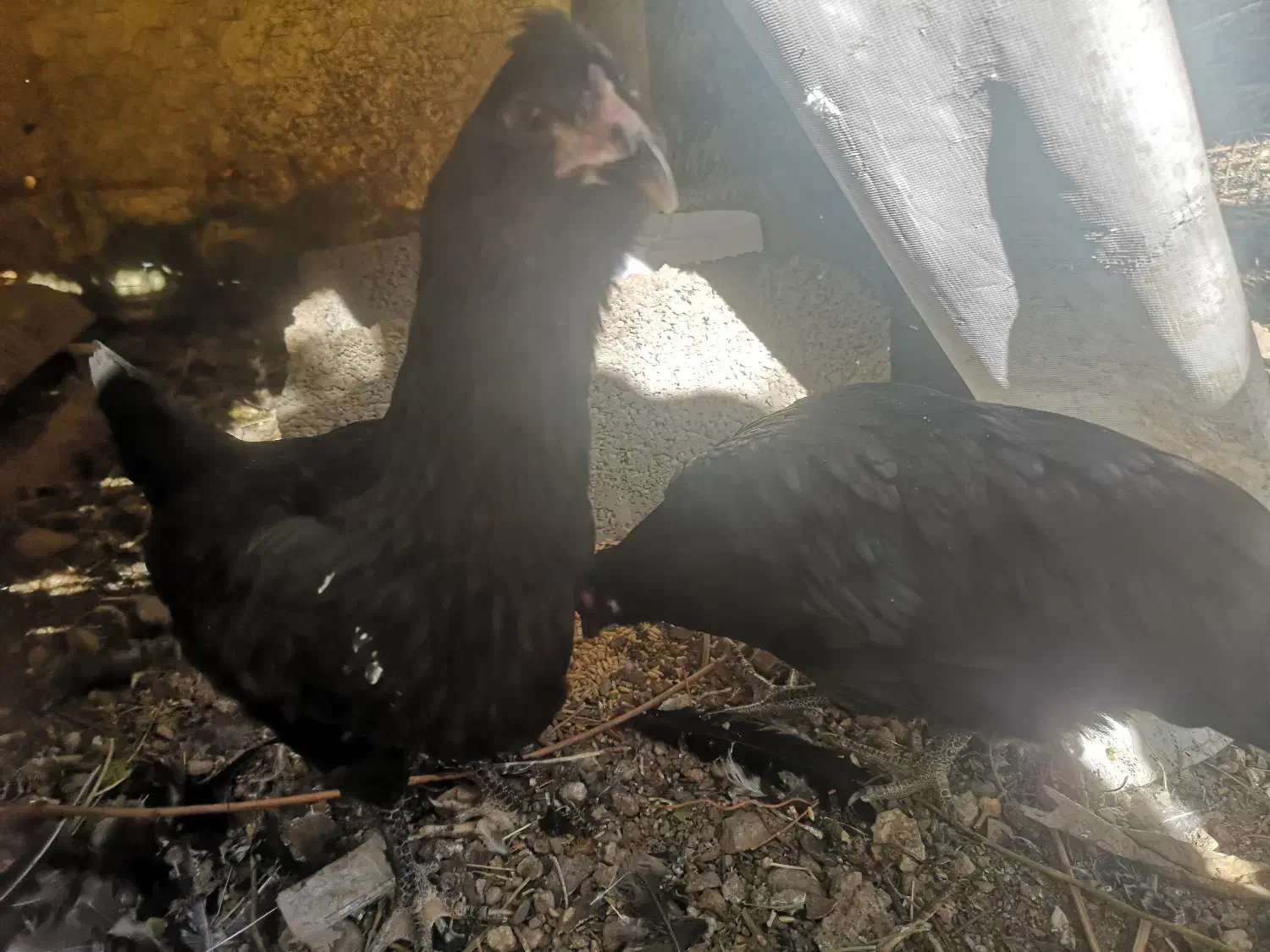 دو تا نیمچه سوماترا و گلین مجانی جهت قربانی، فوری|حیوانات مزرعه|طالقان, |دیوار