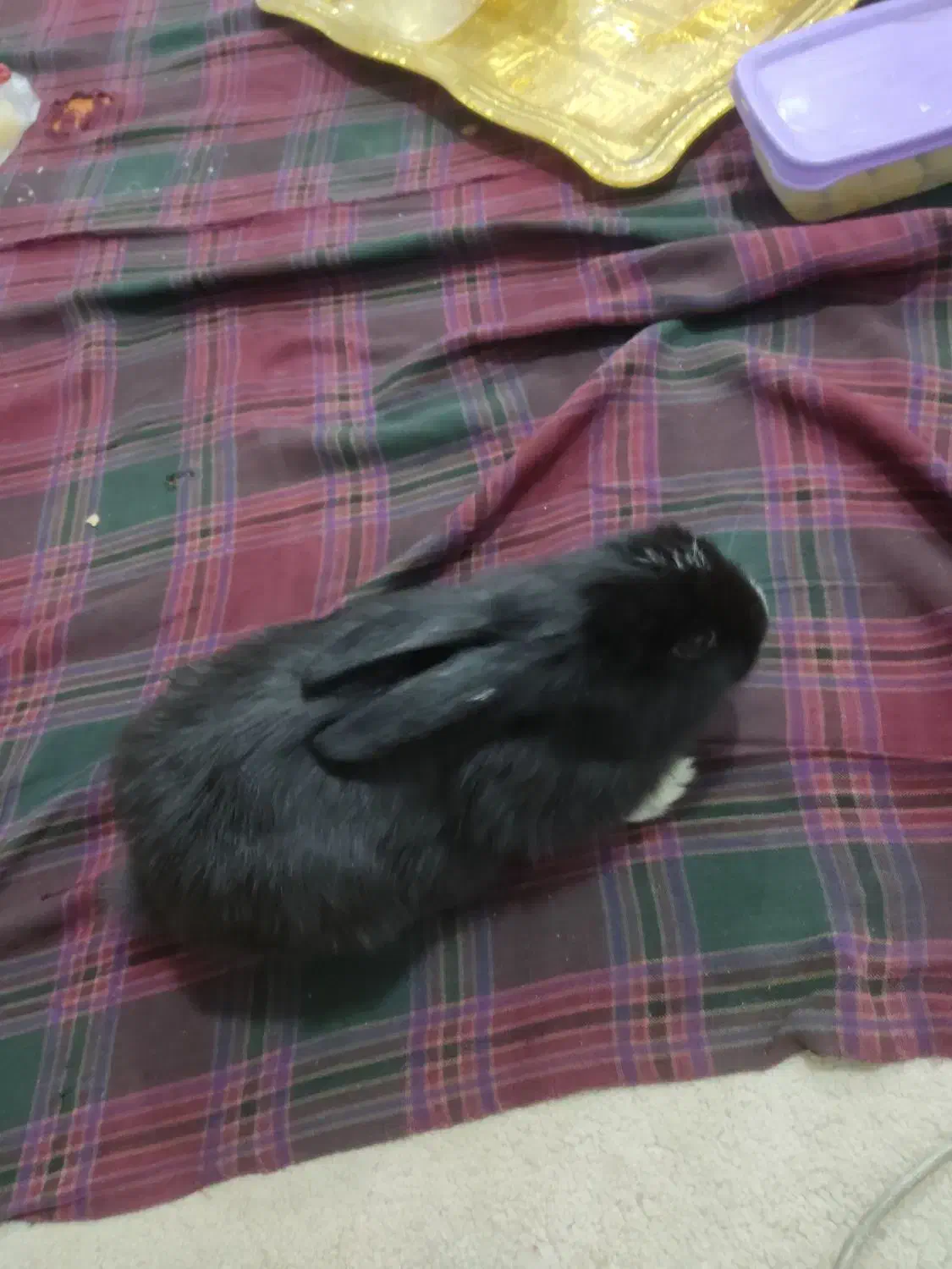 خرگوش نیمه لوپ|موش و خرگوش|بیرجند, |دیوار