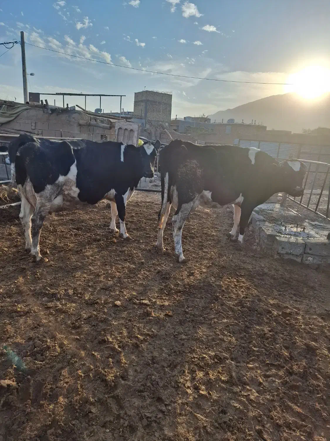 گاوشیری|حیوانات مزرعه|تربت جام, معدآباد|دیوار