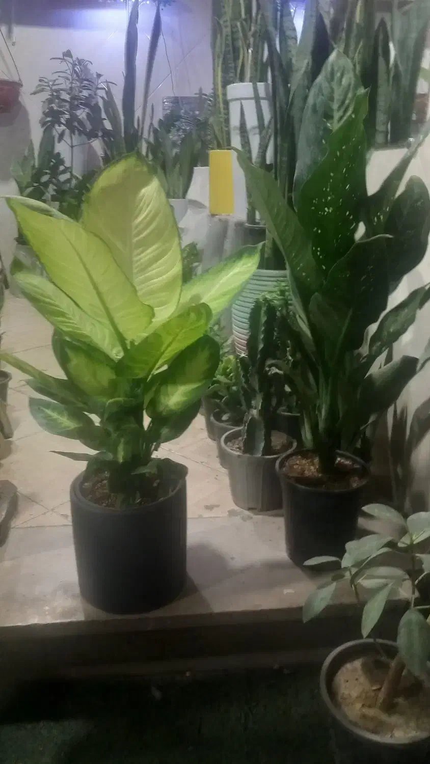 پایه گلدون ۶تای|گل و گیاه طبیعی|ورامین, ورامین|دیوار