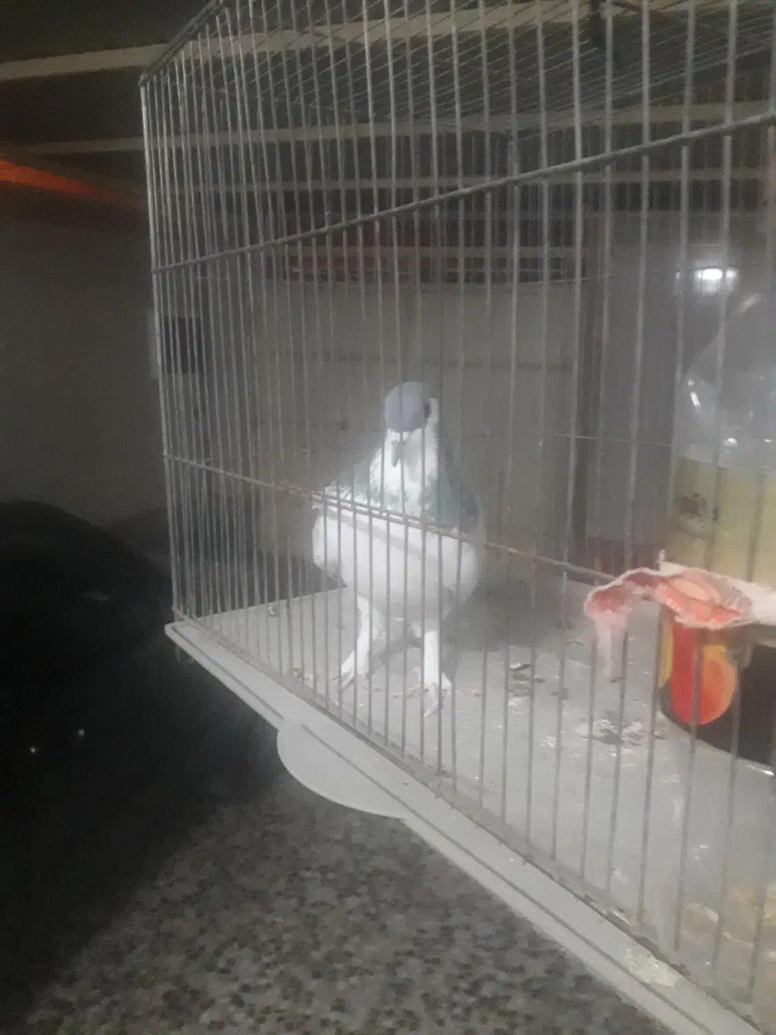 کبوتری|پرنده|برخوار, |دیوار