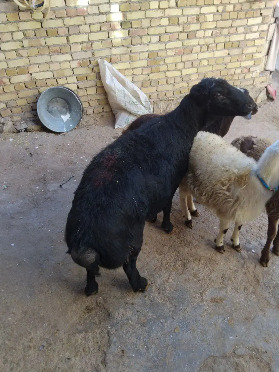 قوچ|حیوانات مزرعه|صائین قلعه, |دیوار