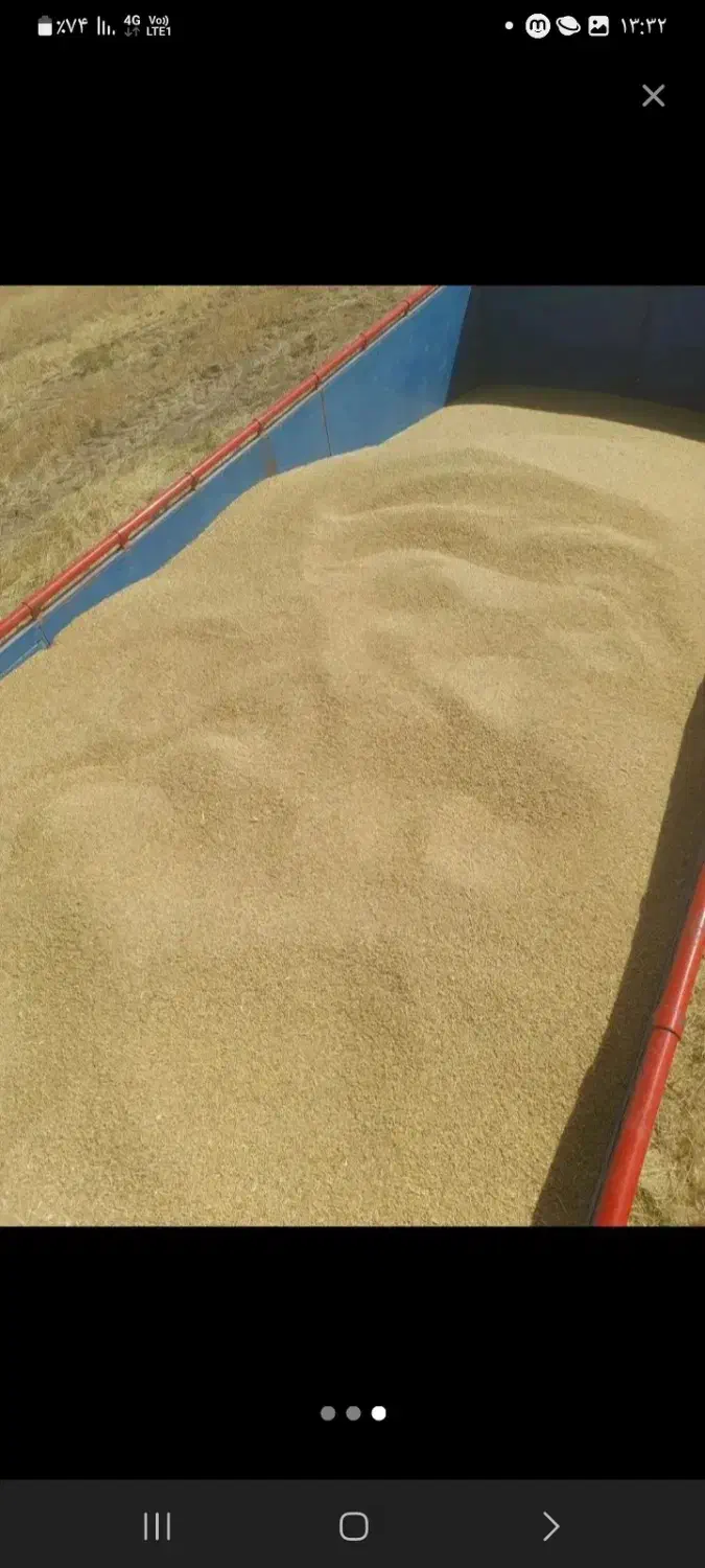 فروش گندم|عمدهفروشی|تالش, هشتپر|دیوار