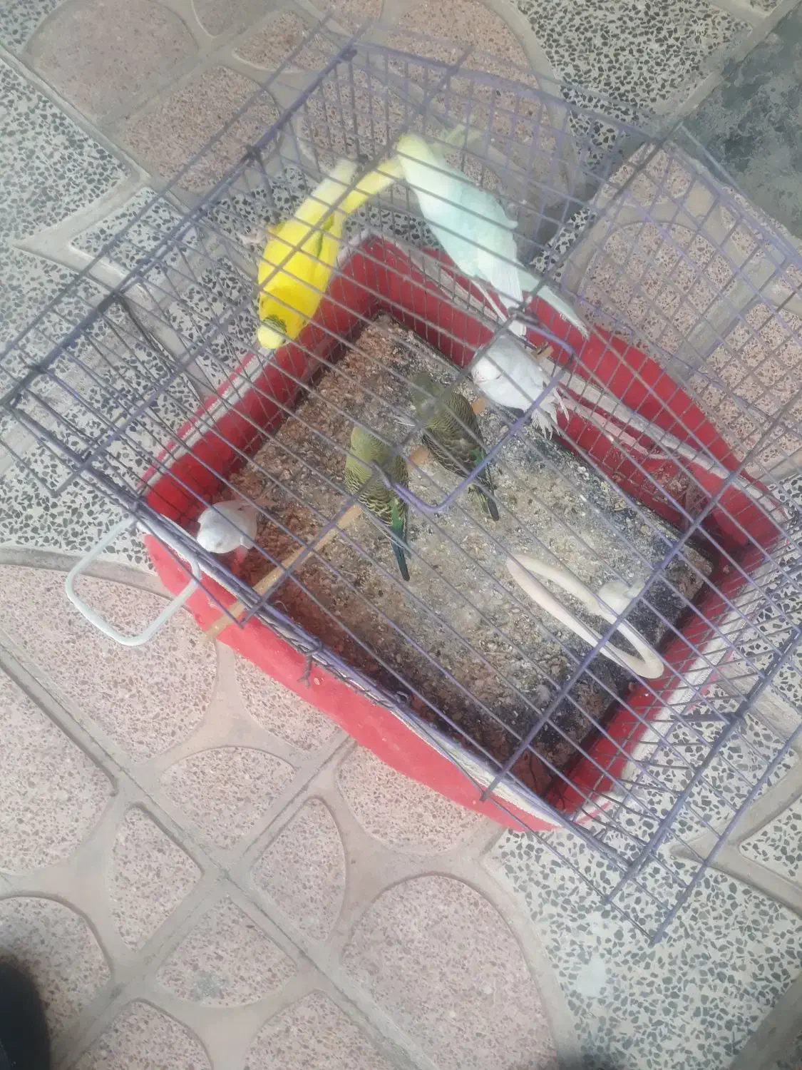 مرغ عشق۶عدد|پرنده|الیگودرز, |دیوار