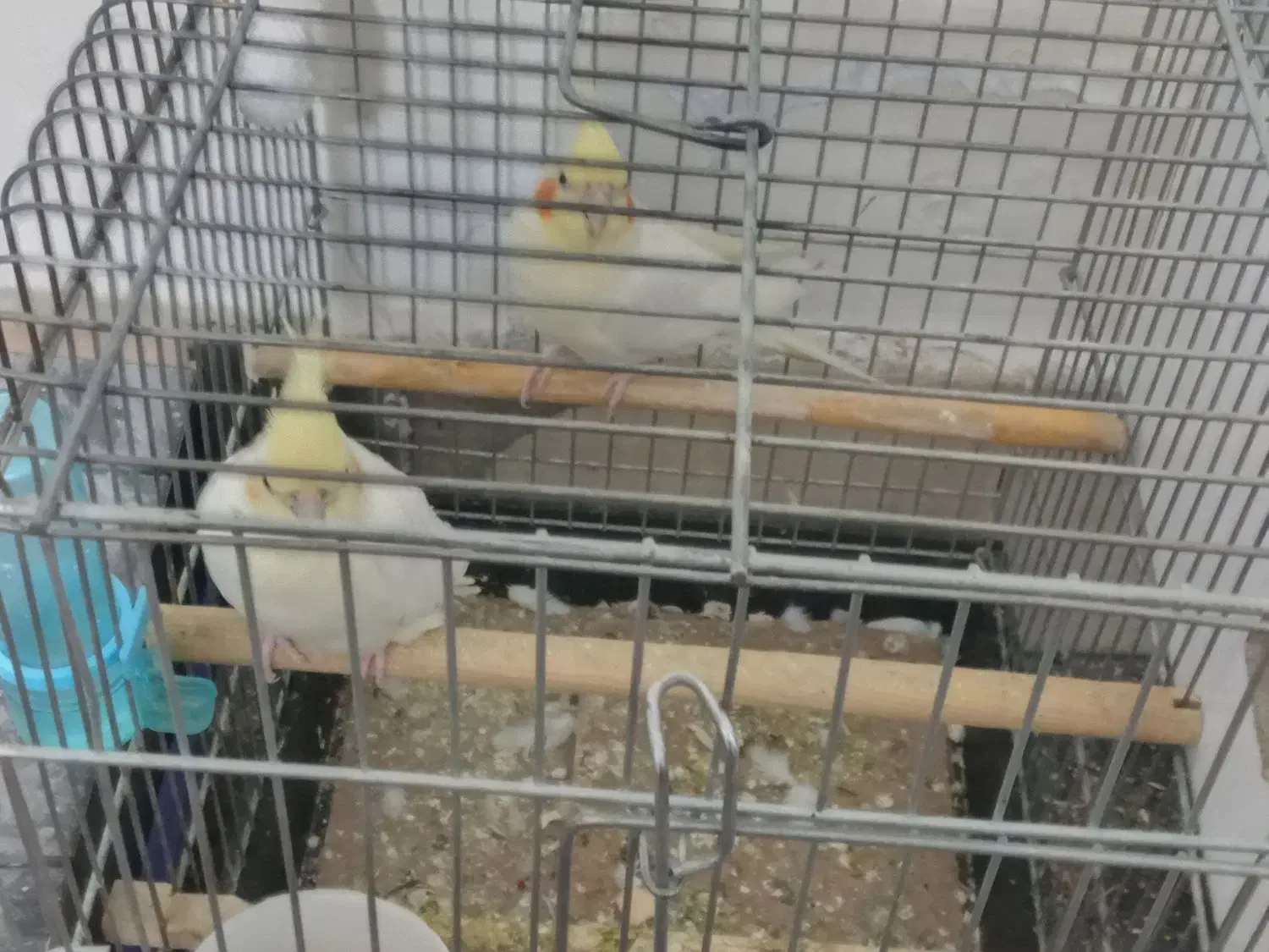 عروس هلندی|پرنده|محمدشهر, ولدآباد|دیوار