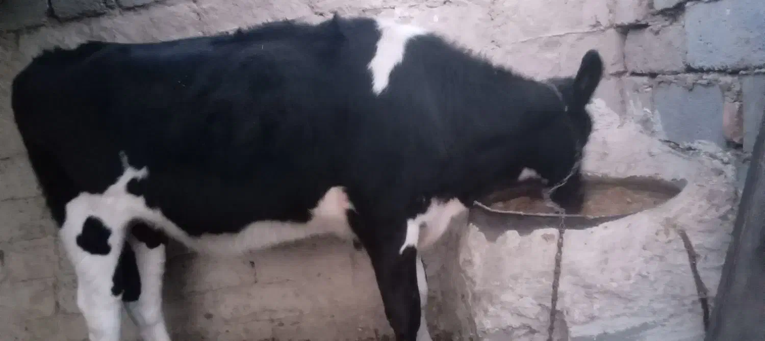 س گوساله نژاد فروشی است|حیوانات مزرعه|جزنیک, |دیوار