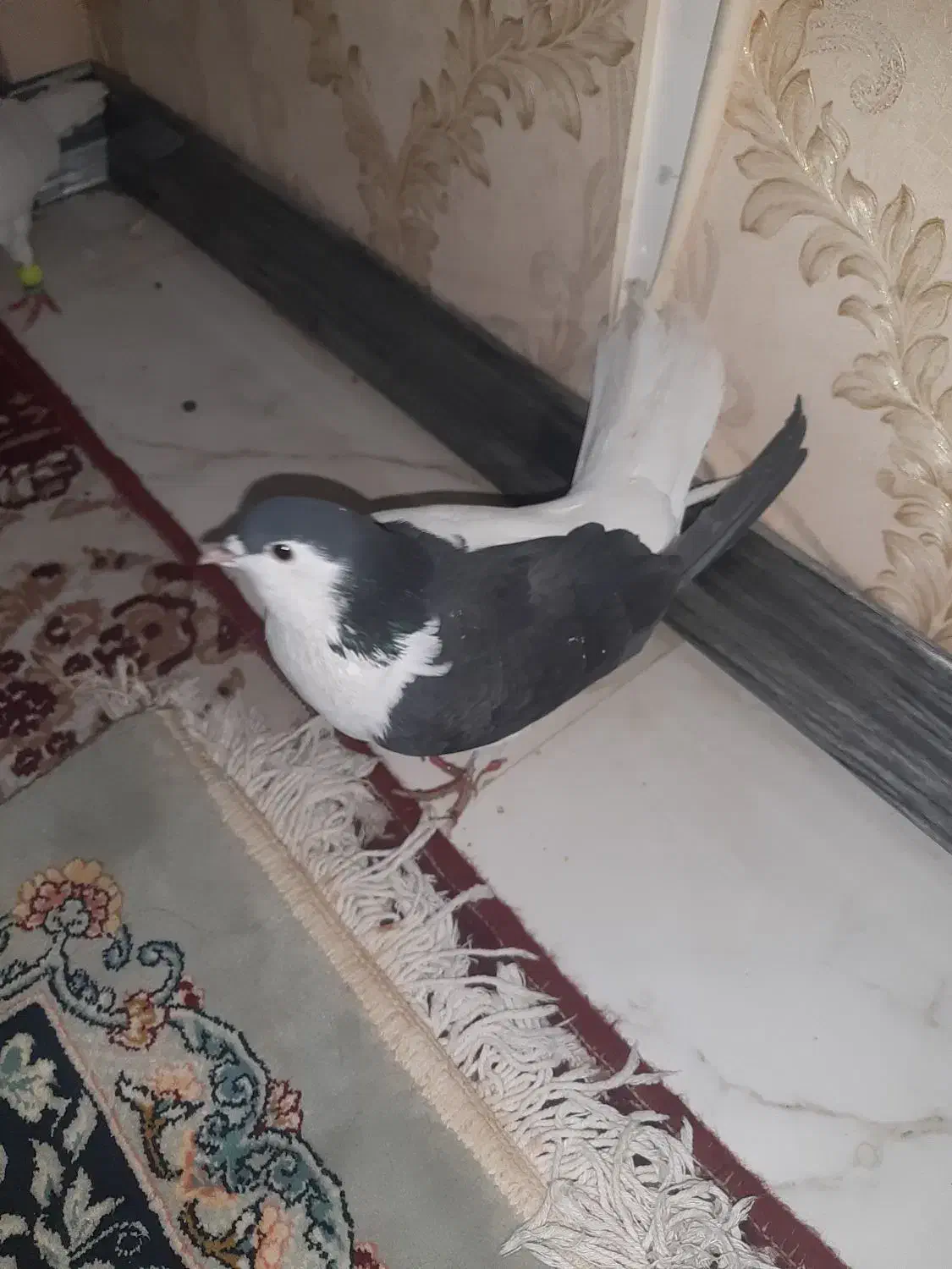 ساده بشرت هوا وجوفتگاه کفتر به شرت|پرنده|مشهد, فدک|دیوار