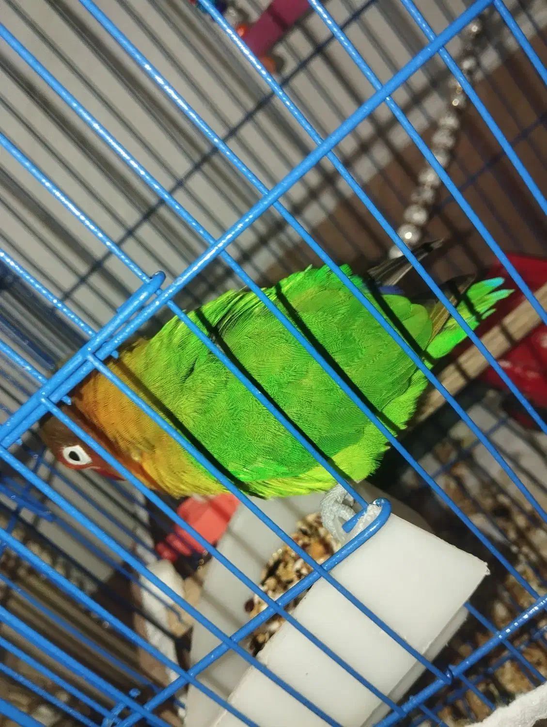 طوطی برزیلی اهلی|پرنده|خوی, |دیوار